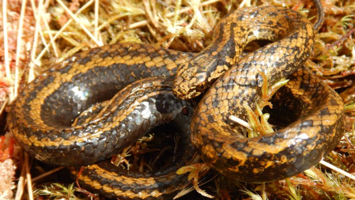 Nový druh hada, ktorý objavili v Peru,