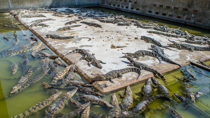 VIDEO: Z farmy v Číne ušlo počas záplav najmenej 70 krokodílov. Úrady vyzvali obyvateľov, aby zostali doma