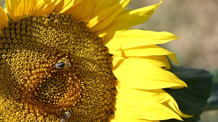 FOTO: Muž vypestoval rekordnú slnečnicu. Jej výška sa šplhá k 10 metrom