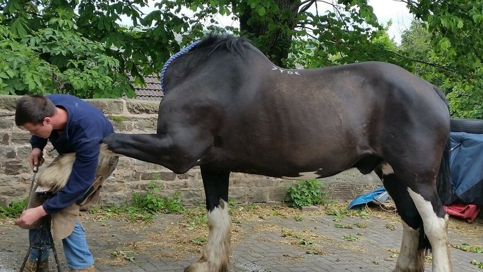 Takáto momentka sa podarila vyfotiť v Anglicku. Vyzerá to tak, že kôň nemá hlavu. 