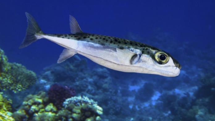 Na Jadrane sa objavila smrtiaca ryba. Fatálna môže byť aj malá dávka jedu