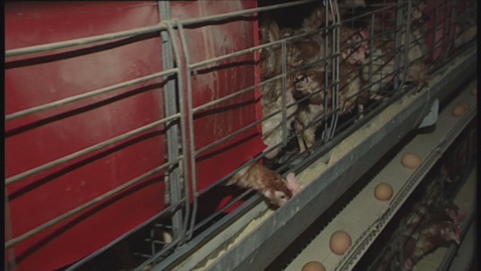 Ilustračné sliepky.