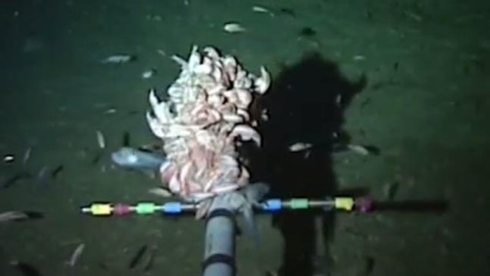 Vedci natočili nový druh ryby.