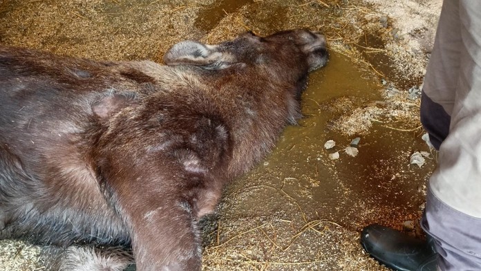 Gravidná losica neprežila ťažký zápal. Česká zoo viní návštevníkov