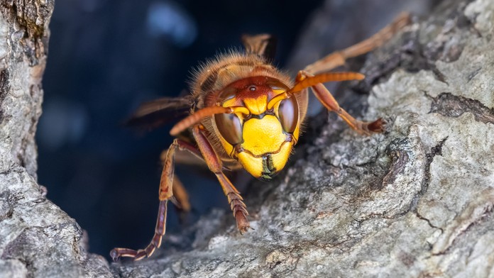 Dramatické chvíle pre deti v Česku. Počas prechádzky lesom na nich zaútočili sršne