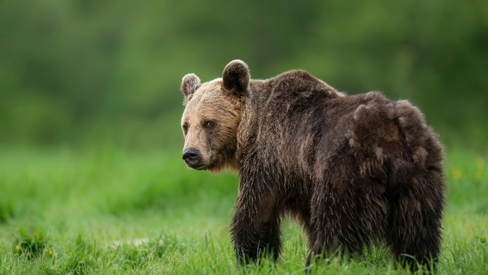 Medveď - ilustračná snímka