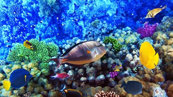 Rybičky v akváriu - ilustračná snímka