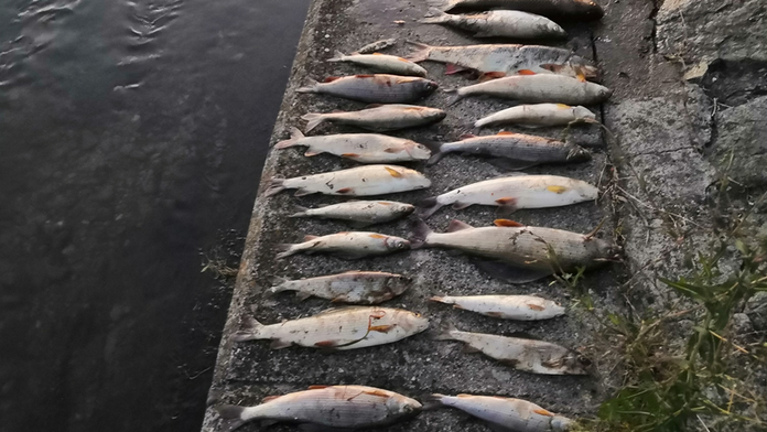 Na rieke Turiec došlo k masívnemu úhynu rýb. Prípad vyšetruje polícia