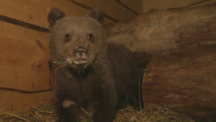 Medvedie siroty mohol postretnúť rovnako krutý osud ako ich matku. 
