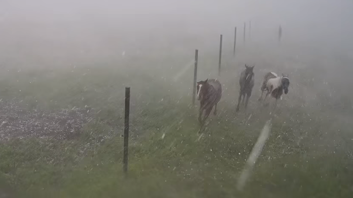 Jazdecká škola v Závadke sa po búrke stala terčom osočovania. Nepoznáte kone, reaguje majiteľka