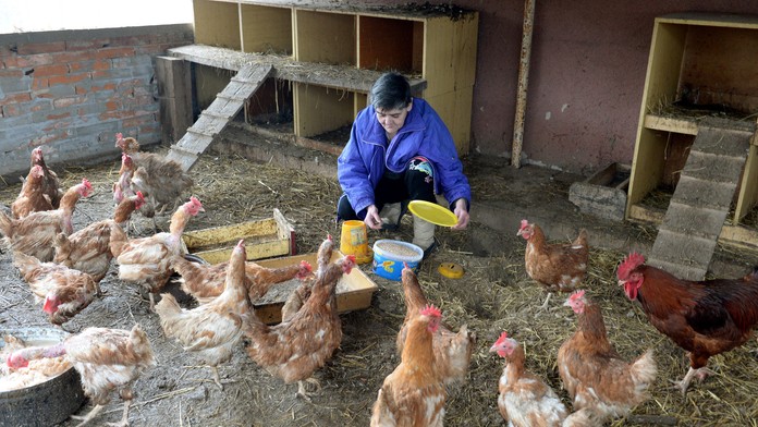 Vtáčia chrípka v Bratislave. Toto čaká všetkých v okruhu 3 kilomerov od ohniska nákazy
