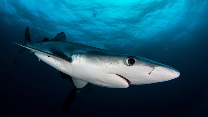 V obľúbenom španielskom letovisku sa objavil nebezpečný druh žraloka