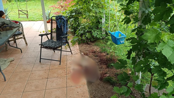 Medveď na terase zahrdúsil psa.