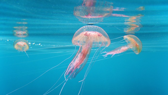 Medúza Pelagia noctiluca