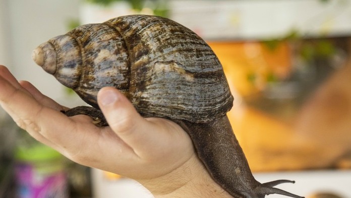 VIDEO: Žerú omietku, prehryzú sa aj do smetiakov a šíria smrteľné choroby. Floridu zamorili gigantické slimáky