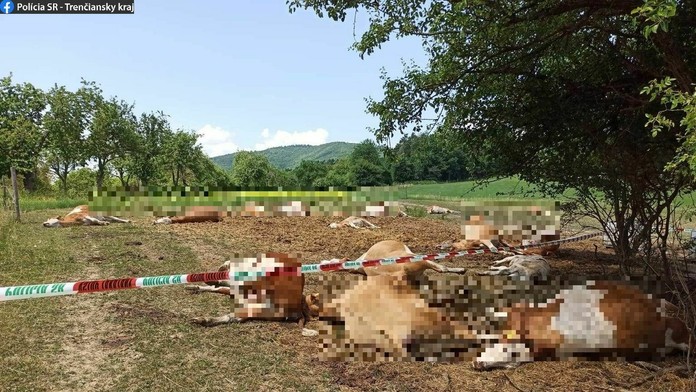 Uhynuté kravy na družstve v Bolešove.