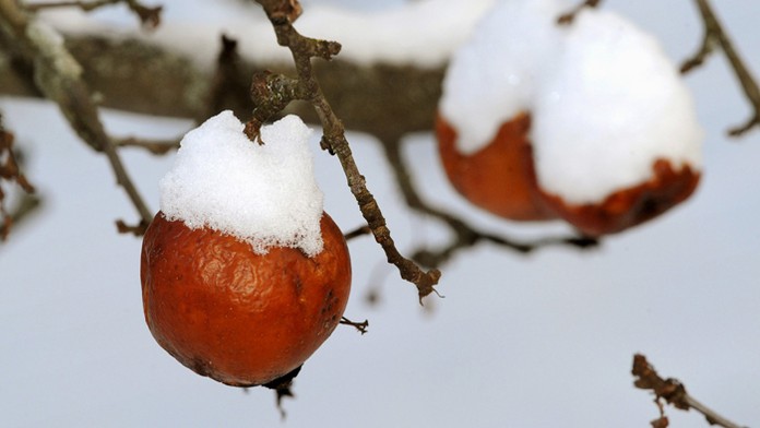 Zamrznuté jablká na strome.
