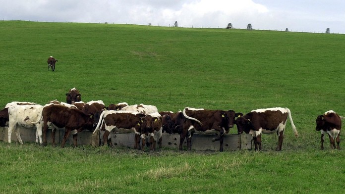 Najhoršie máme zrejme za sebou. Veterinári uvoľňujú opatrenia prijaté pre slintačku a krívačku