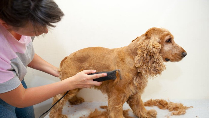 Pevné zdravie psa sa prejavuje aj na jeho srsti: Ako sa o ňu starať?