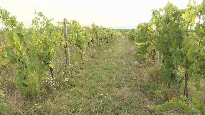 nehoda bucko_tvnoviny.mp4