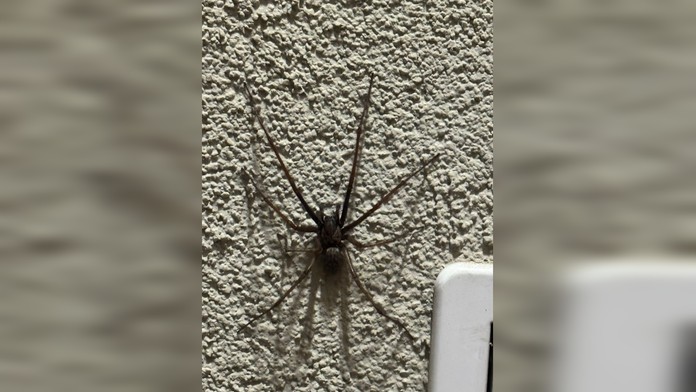 Obrovský pavúk na stene domu 