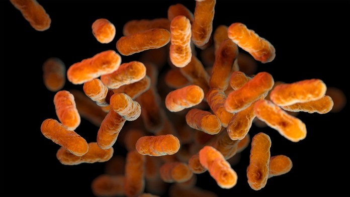 Baktéria Bordetella pertussis, ktorá spôsobuje čierny kašeľ