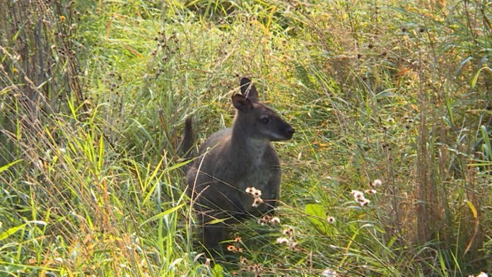 Po mesiacoch hľadania chytili klokana.