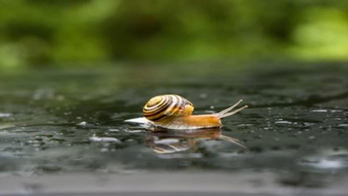 Žena našla na záhrade raritného slimáka. Ľudia si mysleli, že ide o výtvor umelej inteligencie