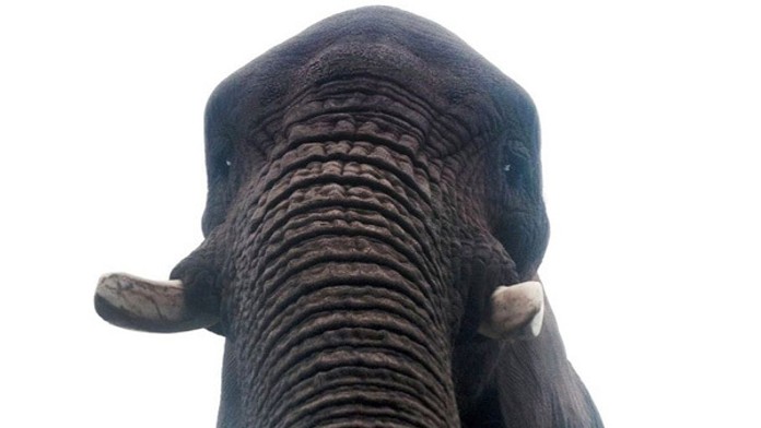 Slonica si urobila selfie