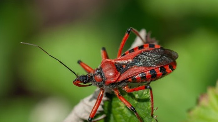Čech objavil na záhrade hrozivo vyzerajúceho chrobáka. Rozšírený je aj na Slovensku