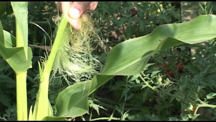 Z buriny sa môžete najesť, ale aj vyliečiť