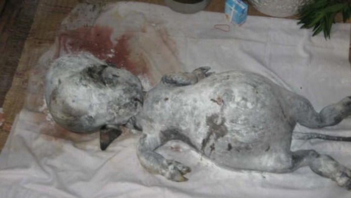 Tvor pripomína človeka, ale narodil sa krave a má aj kopýtka