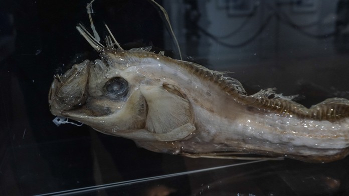 Sklamaný Ondro (Roman Poláčik)