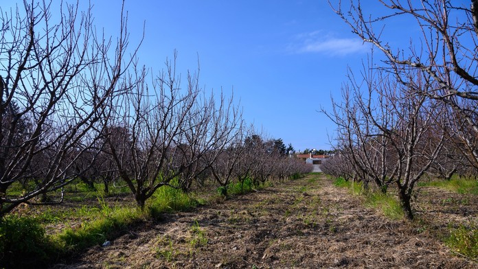 Európu čaká teplotný šok. Meteorologická jar príde na Slovensko o čosi skôr
