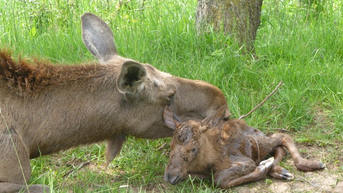 Páru losov sa narodilo mláďa