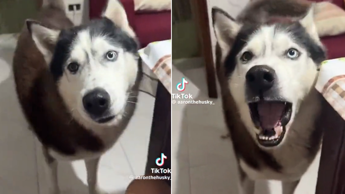 VIDEO: Aký pán, taký pes. Husky so silným talianskym prízvukom baví sociálne siete