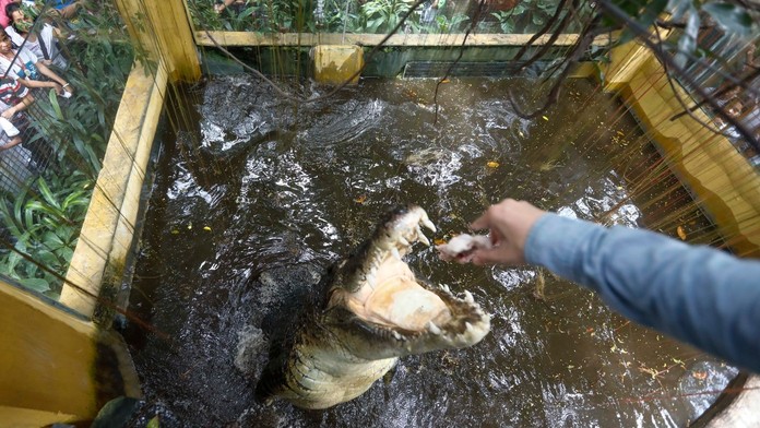 VIDEO: Krvavá dráma v zoo. Turista si pomýlil krokodíla s maketou, keď si to uvedomil, už bolo neskoro