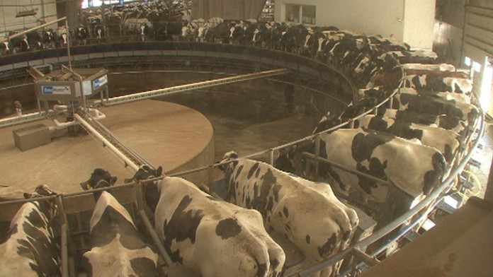 Kravy na kolotoči na majcichovskej farme.