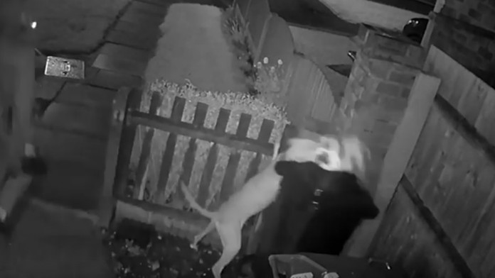 Radek Faksa z Dallasu proti Coloradu.