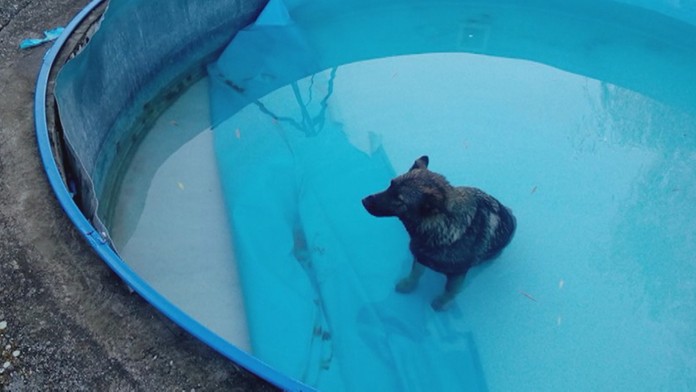 Pes skončil v bazéne.