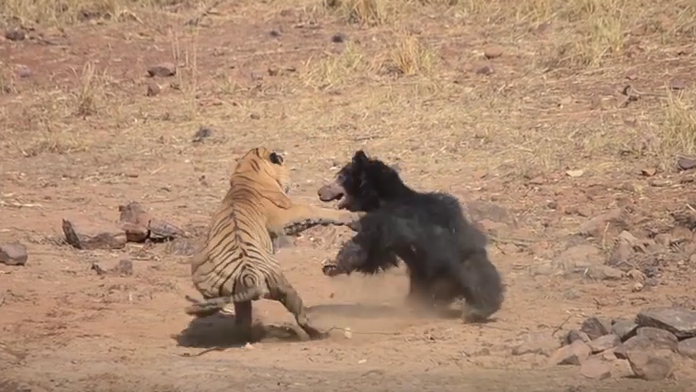 Tiger vs. medvedica.