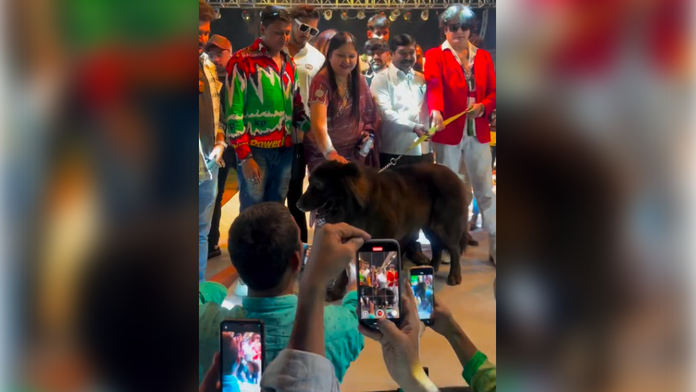 VIDEO: Jediný svojho druhu. Najdrahší pes sveta sa predal za sumu vyrážajúcu dych