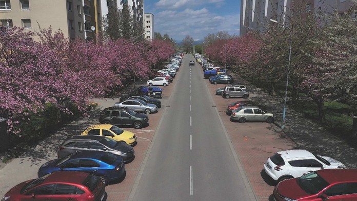 Rozkvitnuté čerešne.