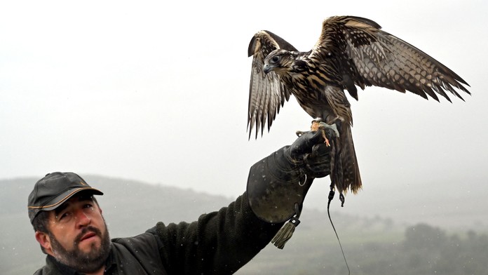 Na snímke sokoliar Ľubomír Engler so svojím sokolom rárohom (Falco cherrug) počas plašenia škorcov v tokajskom vinohrade