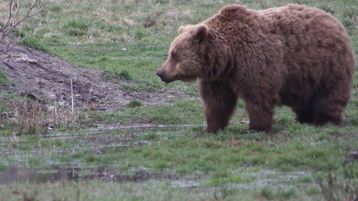 Medveď hnedý - ilustračná snímka