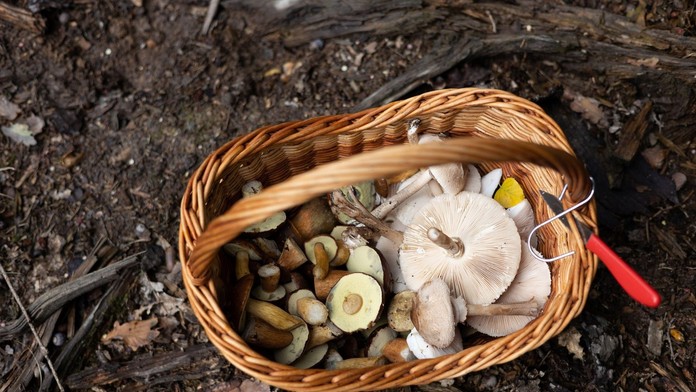 Objav pre českú vedu. Na severe Moravy našli nový druh doposiaľ neznámej huby