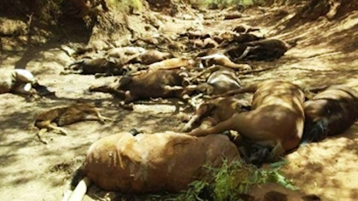 Tenista Stefanos Tsitsipas v semifinále na Australian Open.