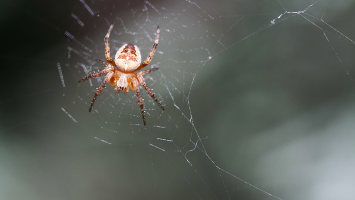 Pavúk. Ilustračná snímka. 