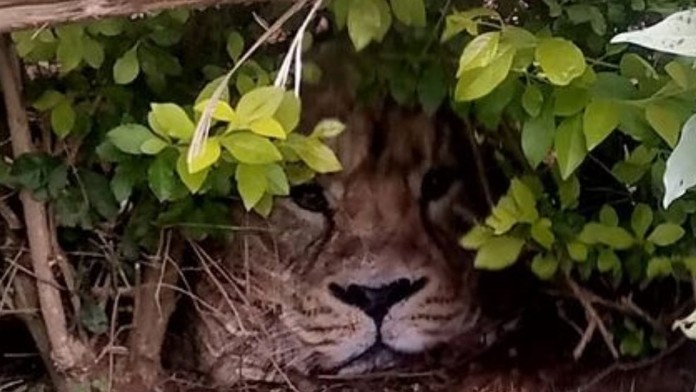 Lev v kríkoch zalarmoval celú dedinu. Strážcov divočiny, ktorí ho prišli odchytiť, čakalo poriadne prekvapenie