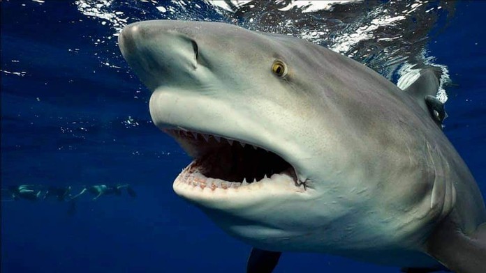 Mohutné zuby žraloka.